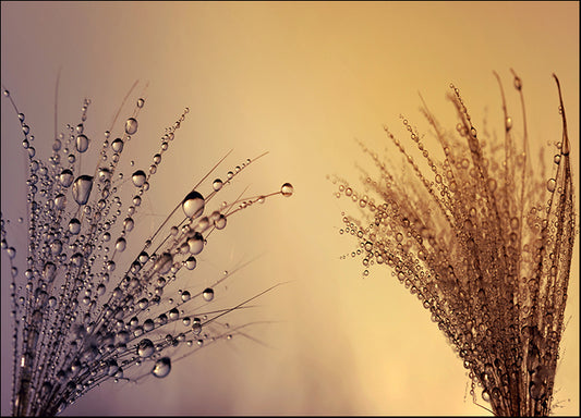 170772572 Floral Dew drops on thistle seed at sunset close up flower, available in multiple sizes - Chamton