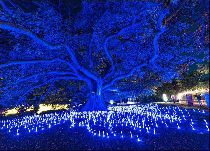172287035 Vivid Sydney 2016 light festival illumination of eucalyptus tree Will o Wisps, available in multiple sizes
