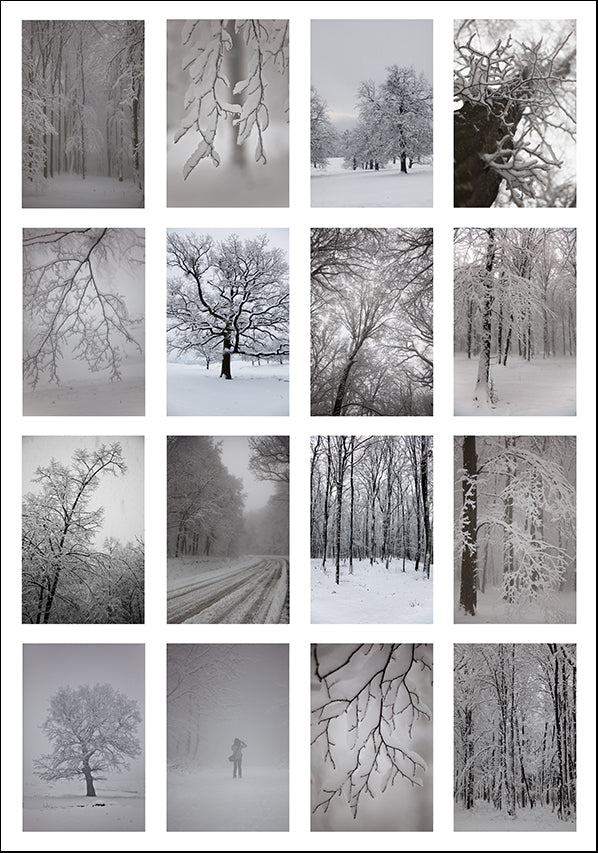 17372914 Snow covered trees montage , available in multiple sizes