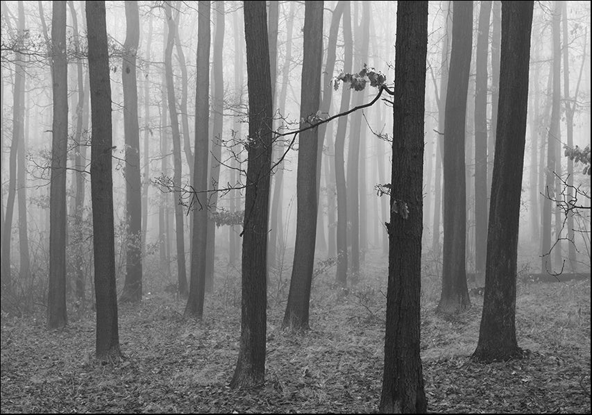 17728855 Trees in the mist, available in multiple sizes
