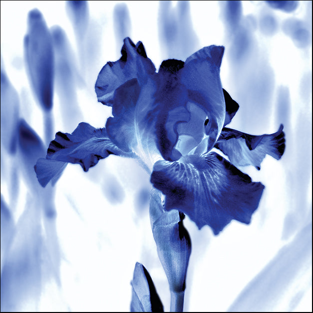 17733gg Blue Ice Iris, by Kelly Donovan, available in multiple sizes