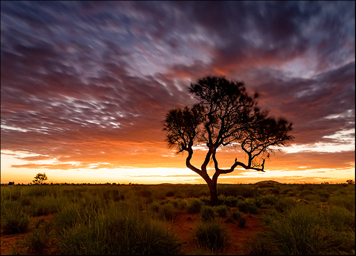 178140442 Hakea tree, sunset Pilbara region Western Australia, available in multiple sizes
