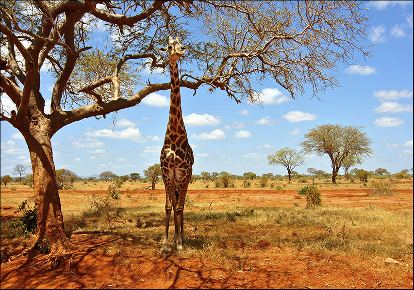 18113961 Head in the trees, available in multiple sizes - Chamton