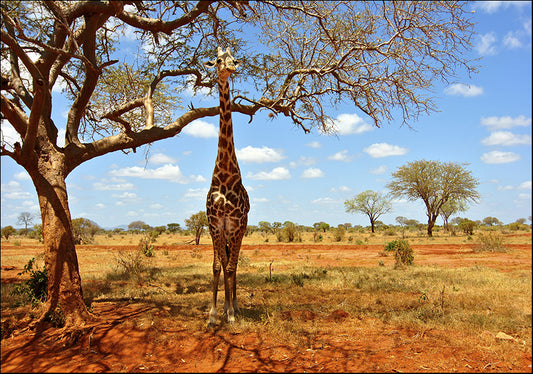 18113961 Head in the trees, available in multiple sizes - Chamton
