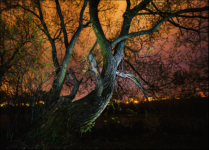 182658154 night mystery sky over a tree in a field, available in multiple sizes