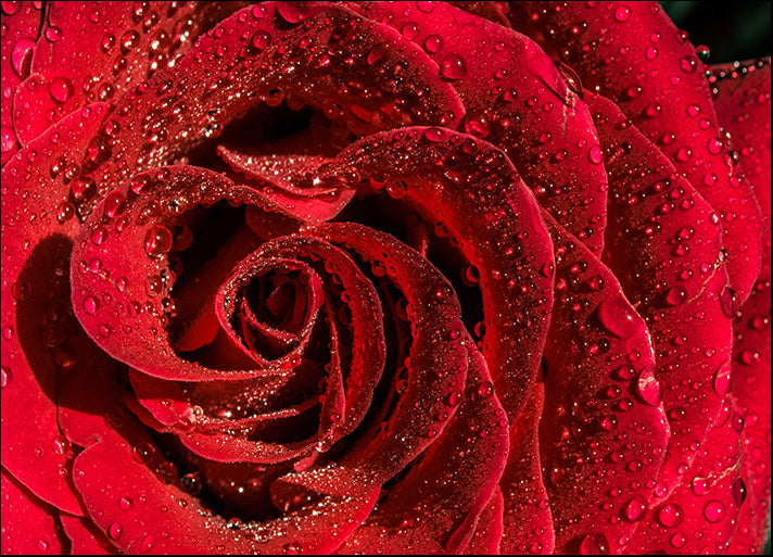 183183613 Beautiful red flower with dew drops on top close up bright red rose, available in multiple sizes