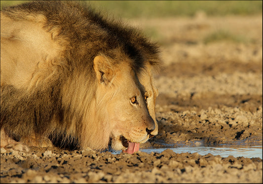 1832338 The King resting, available in multiple sizes