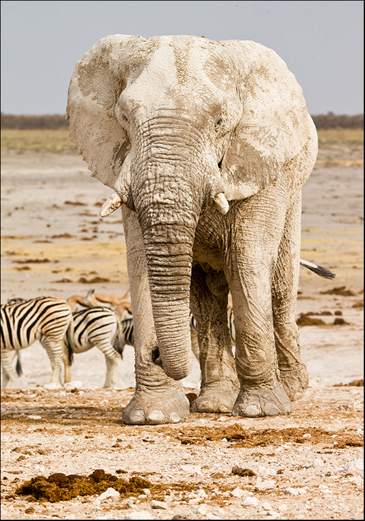 18388363 Elephant in Africa, available in multiple sizes