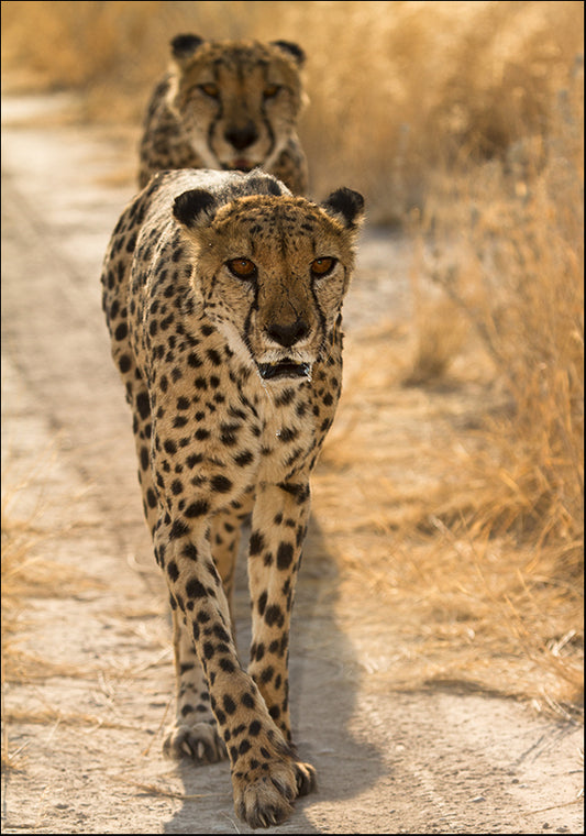 18390196 Cheetah Walk, available in multiple sizes