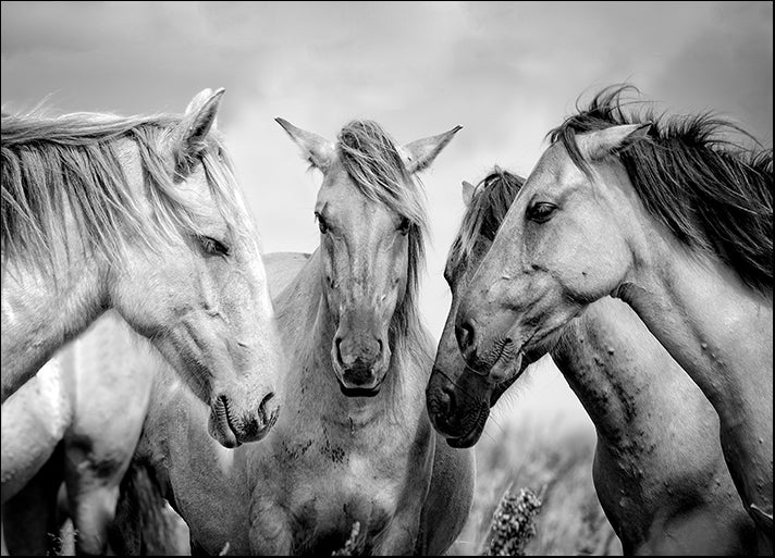 183985747 Animals close-up photography Horse Consultation, available in multiple sizes