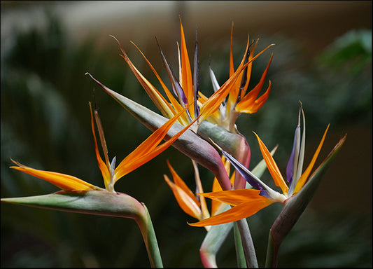 184007710 Bird of paradise Strelitzia flower Bird of paradise is a tropical flower, available in multiple sizes - Chamton