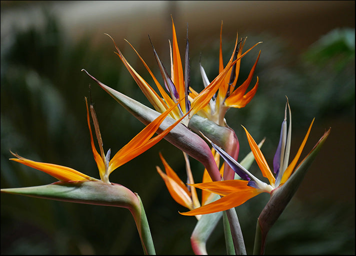 184007710 Bird of paradise Strelitzia flower Bird of paradise is a tropical flower, available in multiple sizes