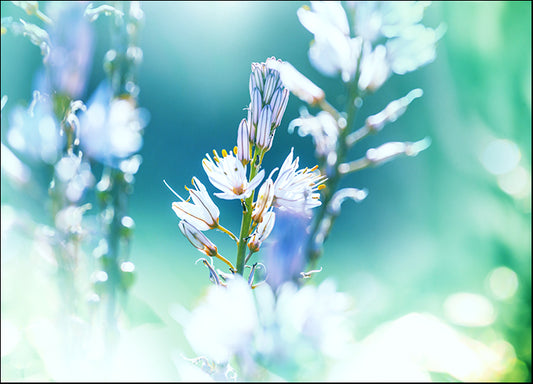 188748163 Amazing colorful flower, available in multiple sizes