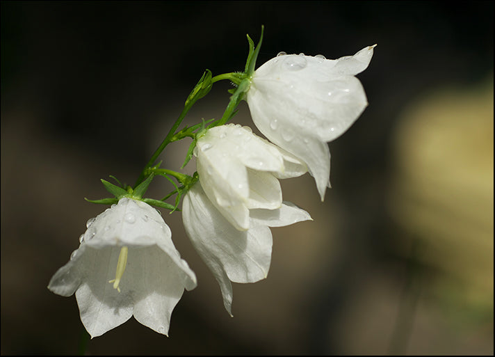 193599790 White Campanula flower with dew drops, available in multiple sizes