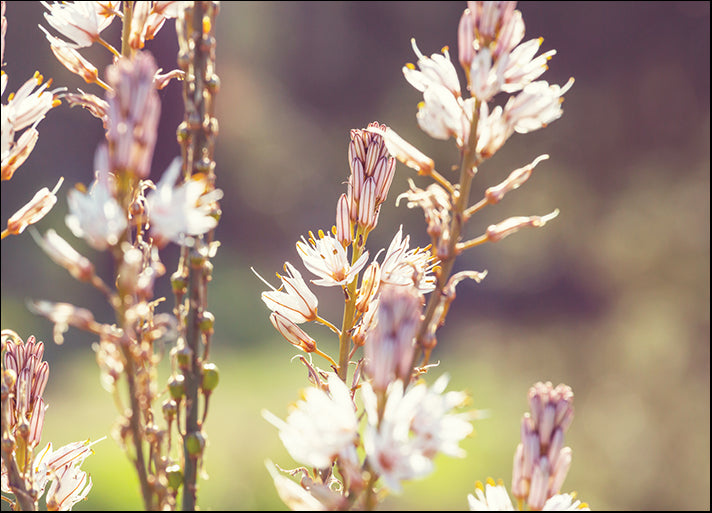 194767321 Amazing colorful flower, available in multiple sizes - Chamton