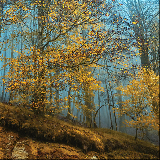 19573gg Playing the Yellow Blues by Lars Van De Goor, available in multiple sizes - Chamton