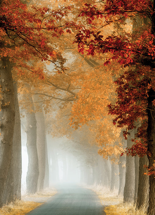 19575gg Wonder Curve, by Lars Van de Goor, available in multiple sizes