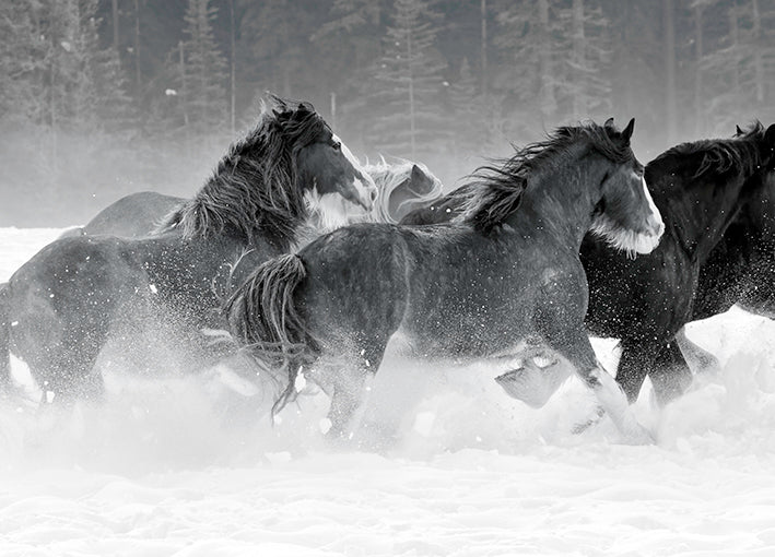 19938gg Winter Roundup I, by Danita Delimont, available in multiple sizes - Chamton
