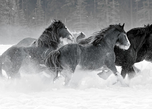 19938gg Winter Roundup I, by Danita Delimont, available in multiple sizes - Chamton