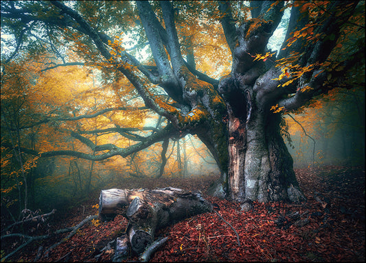 200829985 Fairy tree in fog, available in multiple sizes