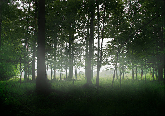 204876 Trees in the mist, available in multiple sizes - Chamton