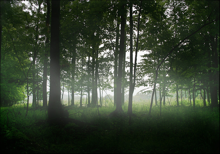 204876 Trees in the mist, available in multiple sizes