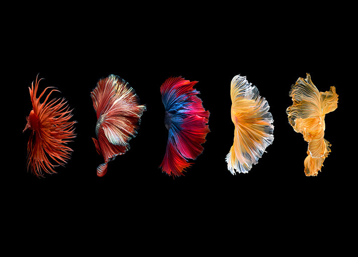 213000937 Siamese Fighting Fish, available in multiple sizes