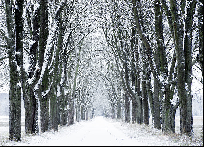 217699522 Winter forest landscape in early winter morning, available in multiple sizes