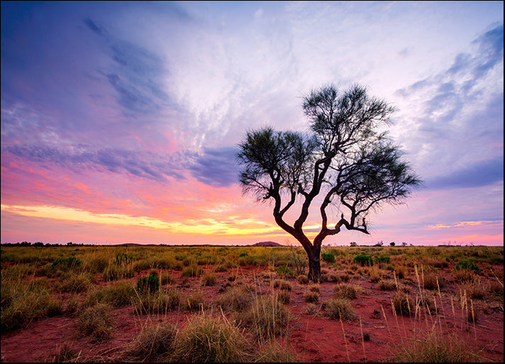 226868023 Hakea tree stands alone in the Australian outback during sunset Pilbara region, available in multiple sizes