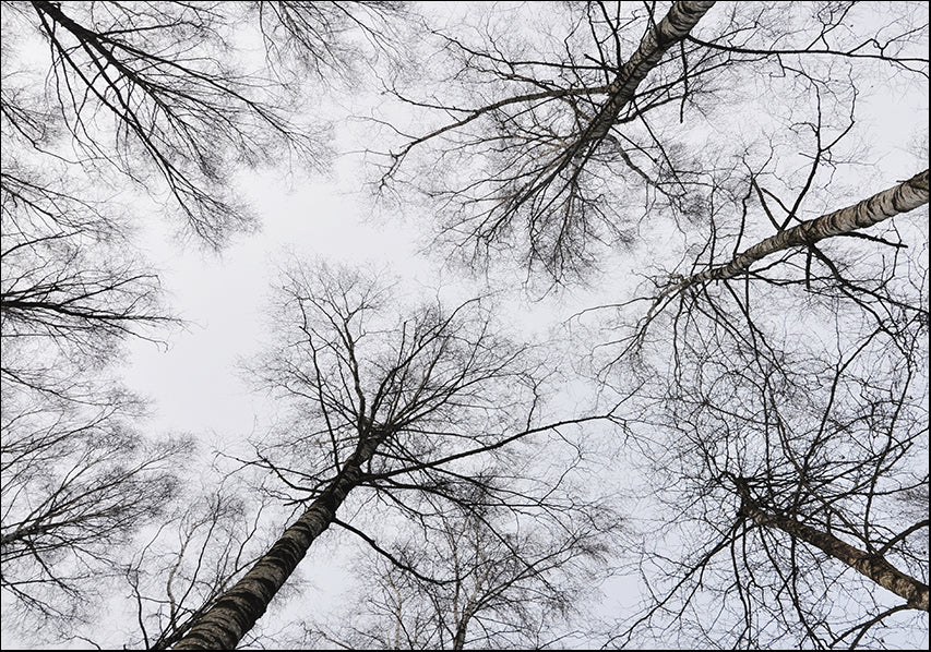 22771495 Tree up to the sky, available in multiple sizes