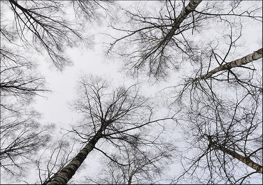 22771495 Tree up to the sky, available in multiple sizes