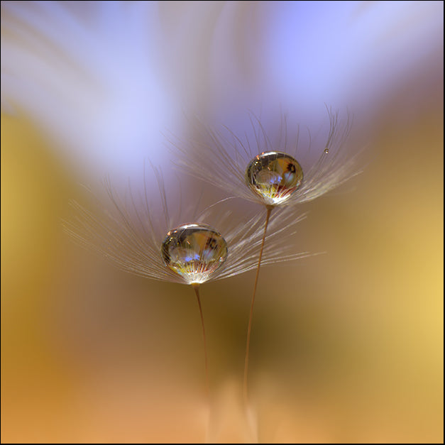 231496012 Water Drop on Flower, available in multiple sizes