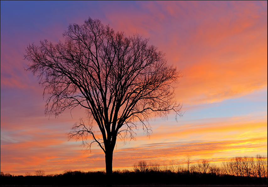 23201529 Tree Sunset, available in multiple sizes