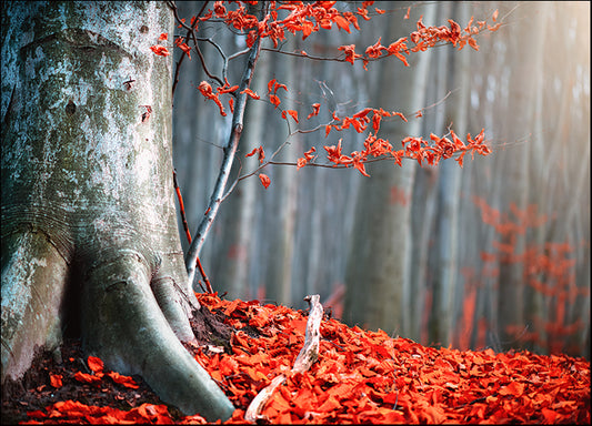 234130345 Autumn Leaves, available in multiple sizes