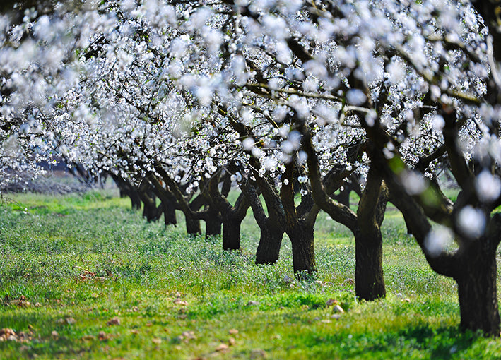 23504625 Orchard Blossoms, available in multiple sizes - Chamton