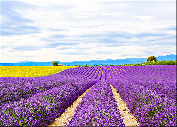 240680887 Blossoming lavender and sunflower fields near Valensole in Provence France, available in multiple sizes