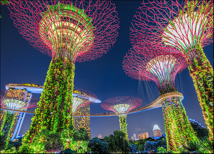 240979072 Supertree Grove with skybridge at Gardens by the Bay Light Show, Singapore, available in multiple sizes