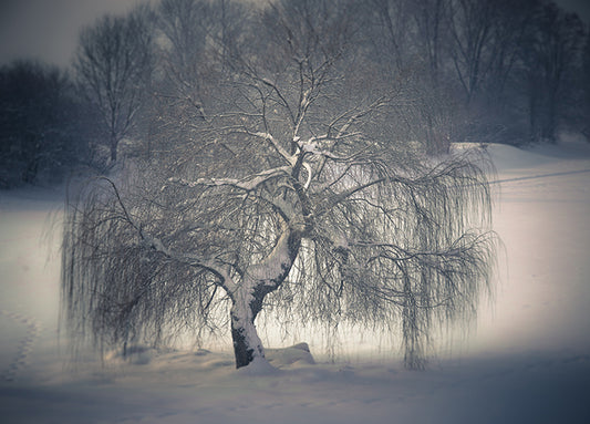 24217921 Frozen Willow, available in multiple sizes - Chamton