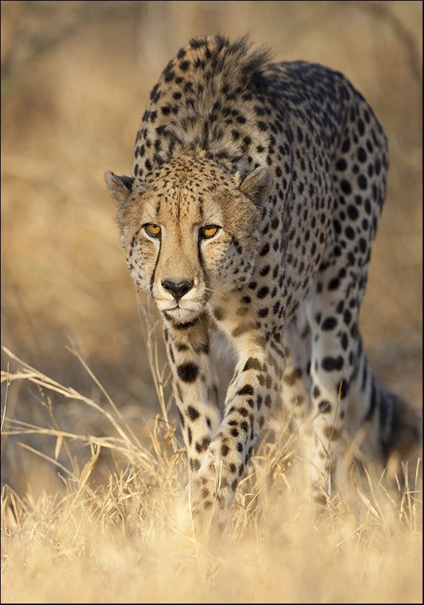 24261575 Cheetah Glare, available in multiple sizes