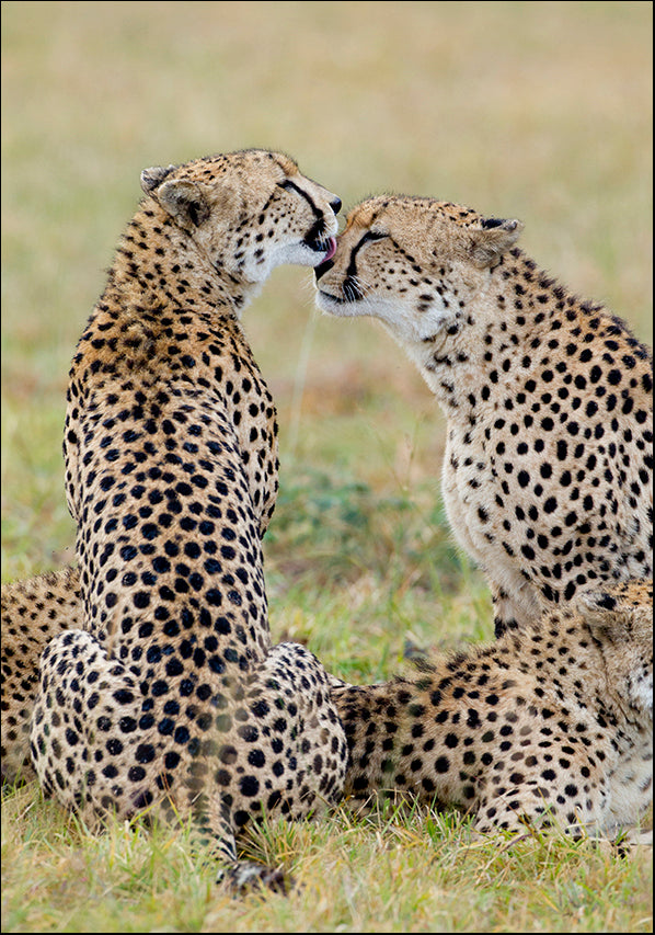 24640926 Cheetah Kiss, available in multiple sizes