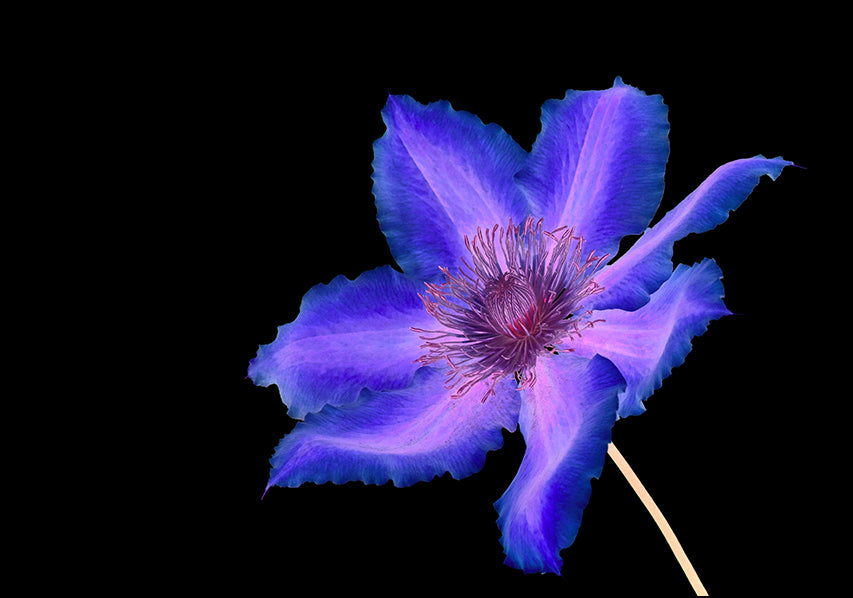 2507327 Clematis negative, available in multiple sizes