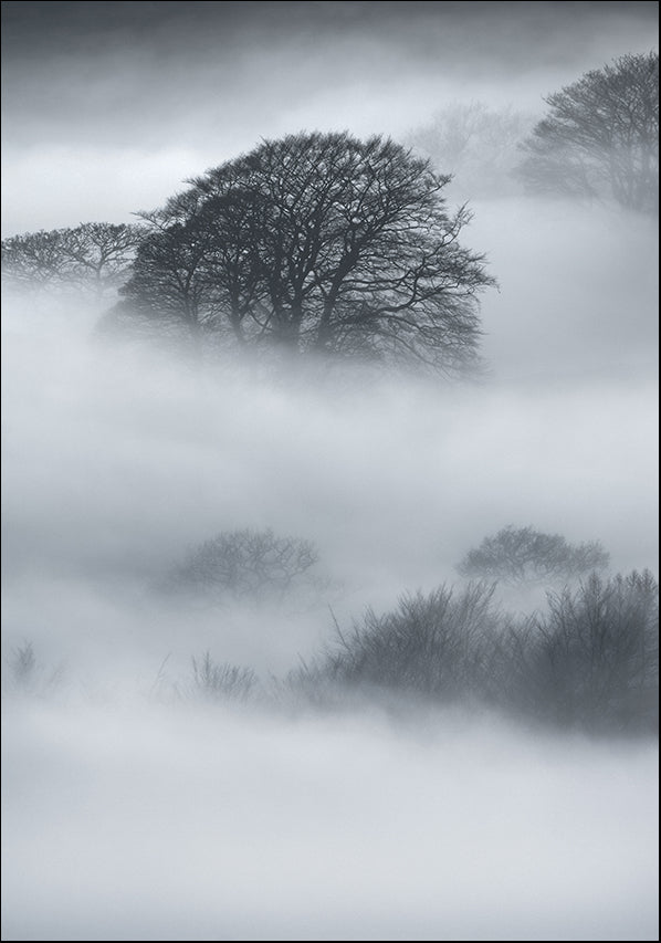 25237100 Trees in the Mist, available in multiple sizes