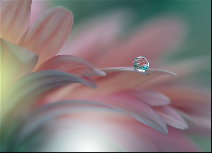 253733995 Water Drop on Flower, available in multiple sizes