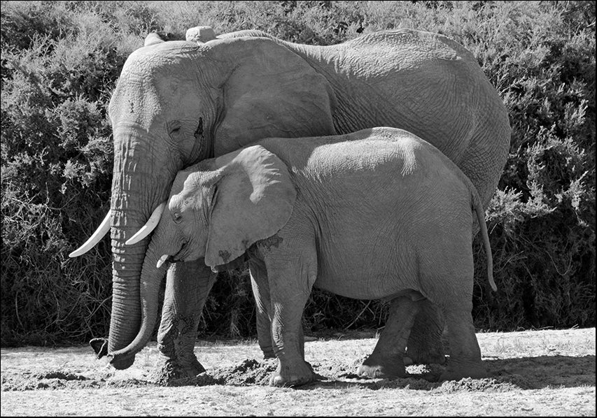 25619768 Elephant Affection, available in multiple sizes