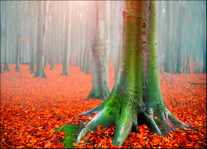 256580806 Colourful Autumn I, available in multiple sizes