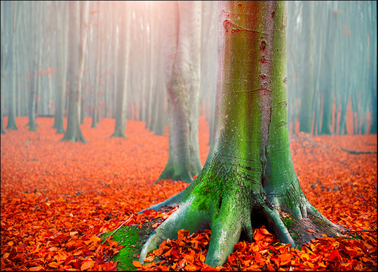 256580806 Colourful Autumn I, available in multiple sizes