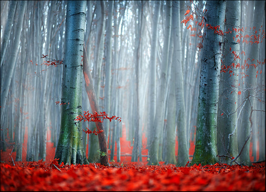 256580851 Colourful Autumn II, available in multiple sizes - Chamton