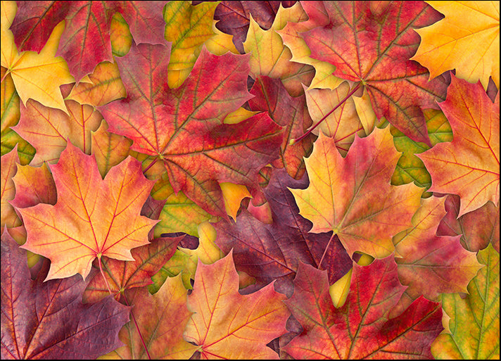 257798245 Maple Tree Leaf, available in multiple sizes