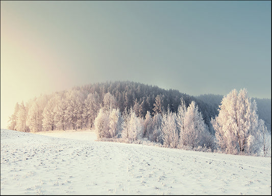 258098122 Winter Forest at Sunrise, available in multiple sizes