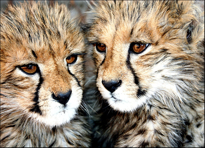 2599032 Best Friends, available in multiple sizes - Chamton